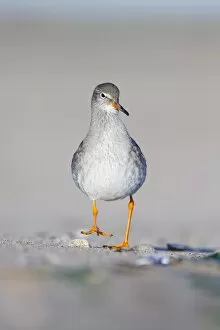 Images Dated 11th May 2009: Common Redshank - Face on ground-level perspective of bird walking along sandy beach