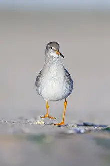 Redshanks Prints: Common Redshank - Face on ground-level perspective of bird walking along sandy beach - Cleveland - UK
