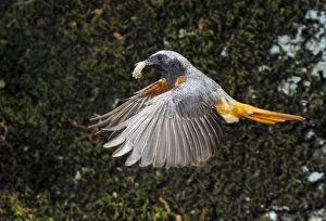 Common Redstart - adult in flight with its prey