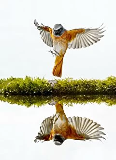Images Dated 1st September 2013: Common Redstart - adult in flight with reflection