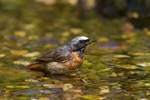 Images Dated 28th June 2015: Common Redstart male bathing