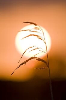 Images Dated 10th June 2008: Common Reed - silhouetted against setting sun