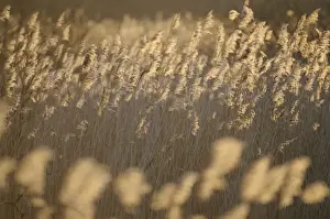 Reeds Prints: Common Reeds