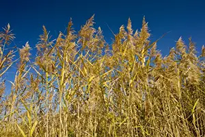 Reeds Prints: Common reeds Phragmites australis in flower, autumn; Romania
