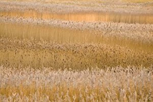 Images Dated 26th November 2008: Common Reeds - in reedbed
