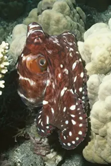 Octopus Prints: Common Reef Octopus also found in Hawaii Papua New Guinea, Indo Pacific