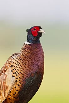 Images Dated 28th May 2012: Common / Ring necked Pheasant male 16898