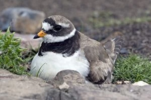 Images Dated 27th June 2008: Common Ringed Plover