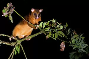 Marsupials Gallery: Common Ringtail Possum - adult climbing high in the tops of the rainforest foraging at night