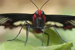 Common Rose Family: Papilionidae Erawan Nationalpark, Thailand