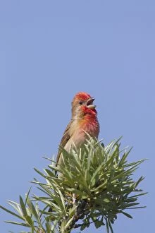 Common Rosefinch adult male