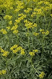 Scented Prints: Common rue (Ruta graveolens). S. Europe, and gardens