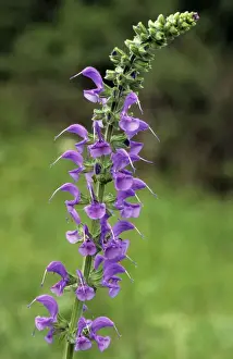 Sage Prints: Common sage