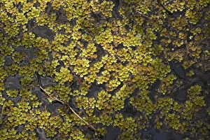 Images Dated 19th February 2006: Common Salvinia. A floating water fern. Invasive in North America, originally from S. America