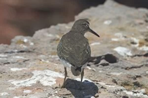Images Dated 28th September 2004: Common Sandpiper
