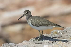 Images Dated 27th September 2004: Common Sandpiper
