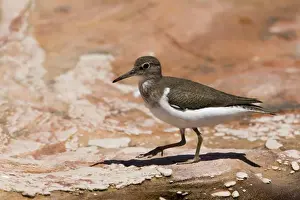 Common Sandpiper Found along all Australian coasts and sometimes well inland along waterways and billabong edges. Not particularly common. Feeds alone and does not flock like other migrant waders