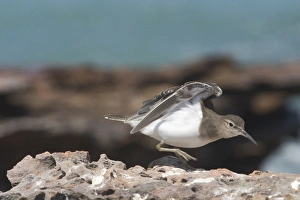 Images Dated 27th September 2004: Common Sandpiper A generally uncommon migrant around rocky coastlines but avoiding long sandy