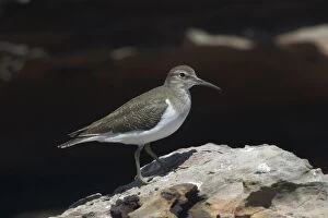 Images Dated 30th September 2004: Common Sandpiper A generally uncommon migrant around rocky coastlines but avoiding long sandy