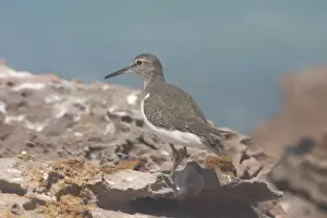 Common Sandpiper A generally uncommon migrant around rocky coastlines but avoiding long sandy beaches and wide mudflats. Also found inland along muddy billabong margins and edges of rivers