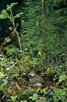 Common Sandpiper - on the nest; common but difficult to find on taiga forest floor near river Negustyah