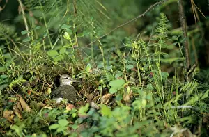 Common Sandpiper on the nest; common but difficult to find on taiga-forest floor near river Negustyah, a tributary of river Bolshoi Ugan, near Ugut settlement; Uganskii Nat. reserve, Siberia, Russia; spring Ug37. 0560