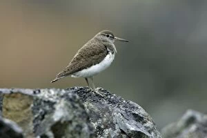 Images Dated 15th May 2006: Common Sandpiper-sitting on stone wall, Northumberland UK