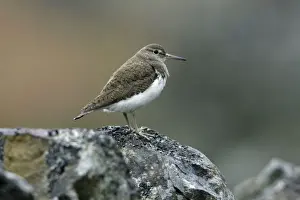 Sandpiper Prints: Common Sandpiper-sitting on stone wall, Northumberland UK