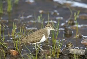 Common Sandpiper - Standing on pebbles beside water