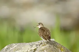 Mull Prints: Common Sandpiper - Standing on rock calling - Mull - Scotland