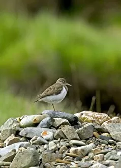 Images Dated 9th June 2004: Common Sandpiper - Standing on rocks in river bed - April Scotland