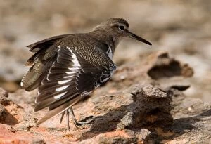 Common Sandpiper - wing stretching