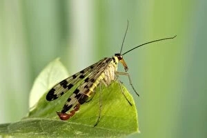 Images Dated 8th August 2005: Common Scorpionfly - the recurved abdomen is used