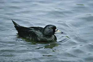 Common Scoter Duck - male