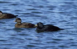 Scoter Prints: Common Scoter Duck - pair