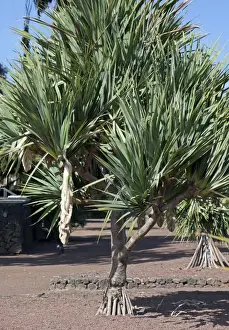 Canary Islands Prints: Common Screwpine - Tenerife