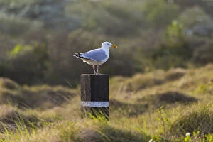 Common Seagull - perched on post, Island of Texel, The Netherlands Date: 11-Feb-19