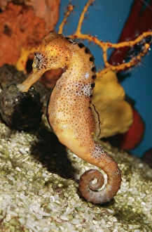 Images Dated 15th October 2004: Common Seahorse Coral Reefs of Tropical Asia