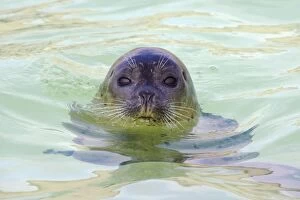 Images Dated 17th October 2007: Common Seal