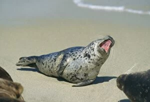 Common Seal - Lying on sandy beach with mouth open