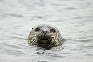 Yell Prints: Common Seal Phoca vitulina vitulina Yell, Shetland, UK MA001204