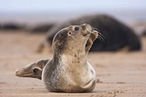 Common Seal - pup just waking up and taking a