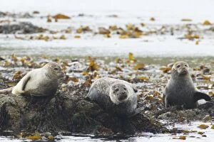 Images Dated 11th June 2012: Common Seal - resting on shore at high tide