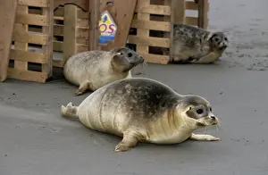 Common Seals - Release of young on sand-bank Schelde river, Netherlands