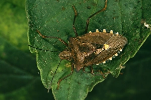 Images Dated 27th July 2004: Common Sheild Bug In forest