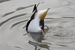 Dabbling Prints: Common shelduck - feeding Wildfowl and Wetland Trust, Slimbridge, UK