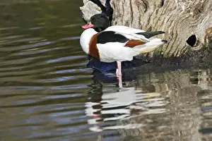 Shelducks Prints: Common Shelduck. Saintes Maries de la Mer - Camargue - France