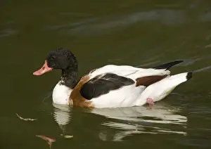 Shelducks Prints: Common Shelduck, swimming. Non-breeding plumage