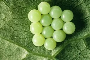 Images Dated 27th July 2004: Common Shield Bug Eggs