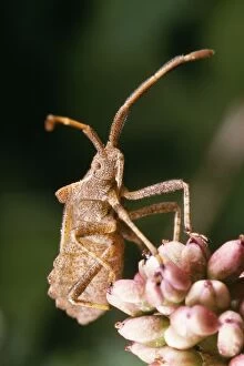 Images Dated 27th July 2004: Common Shield Bug Nymph, UK